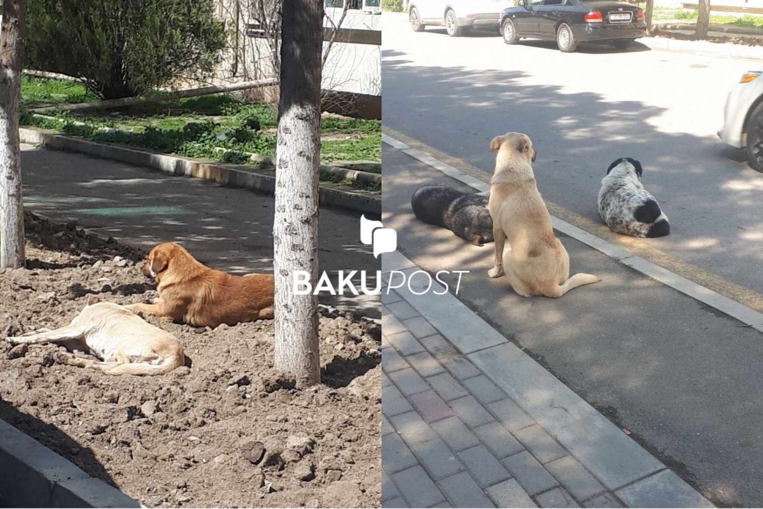 Xırdalanda sahibsiz küçə itləri təhlükə saçır - FOTOLAR 