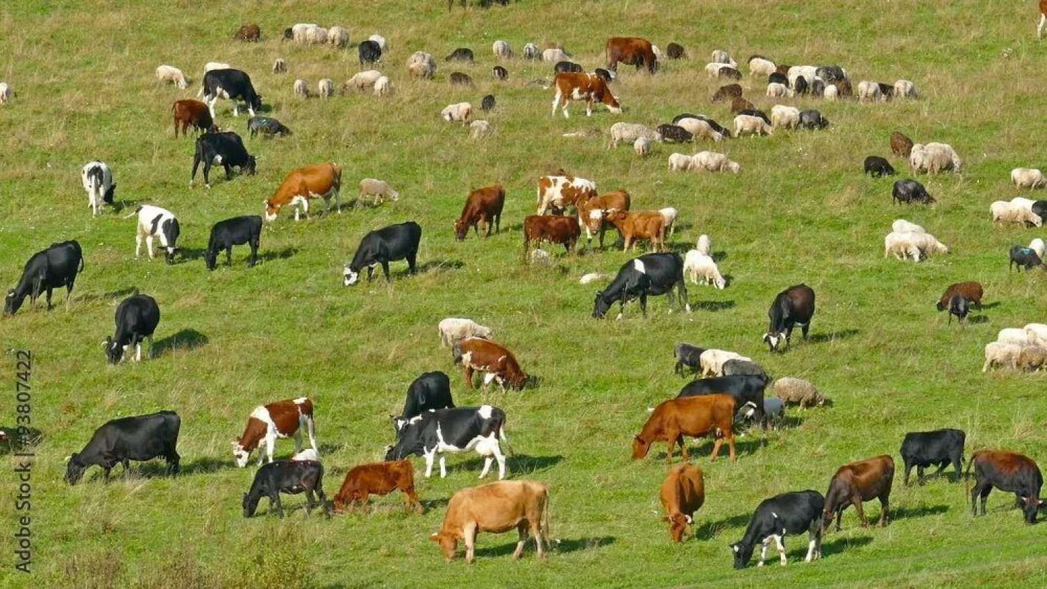 Rumıniyada zooparkda taun aşkar edildi 