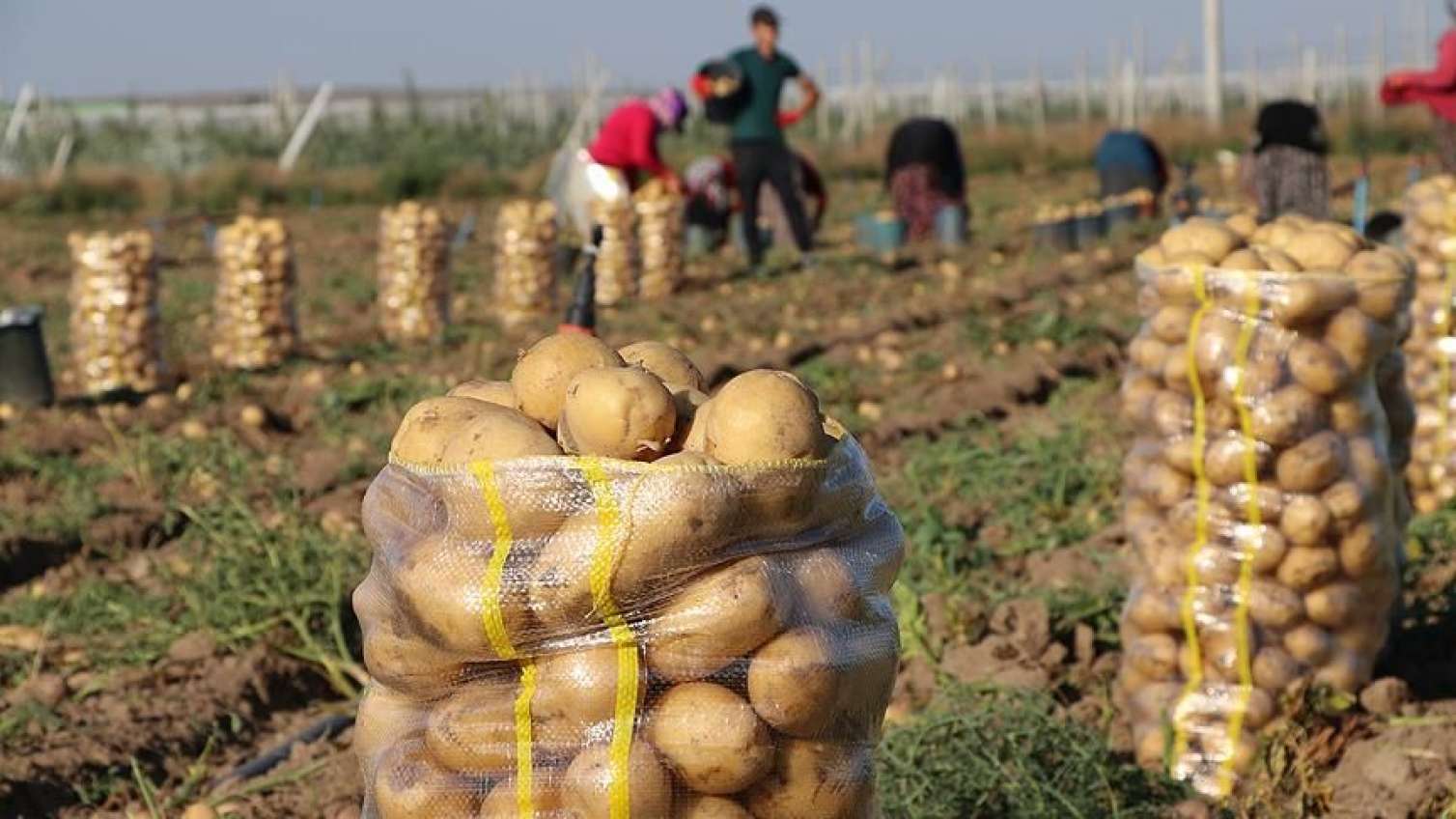 Monopolistlər kartof istehsalını necə çökdürür? - Açıqlama 