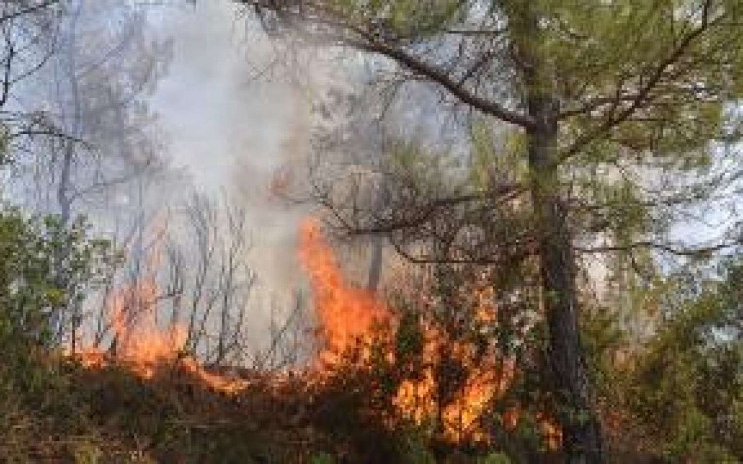 Qaxda dağlıq ərazidə yanğın başlayıb 