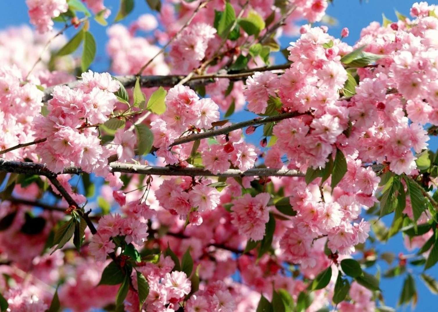 Novruz bayramında hava necə olacaq? 