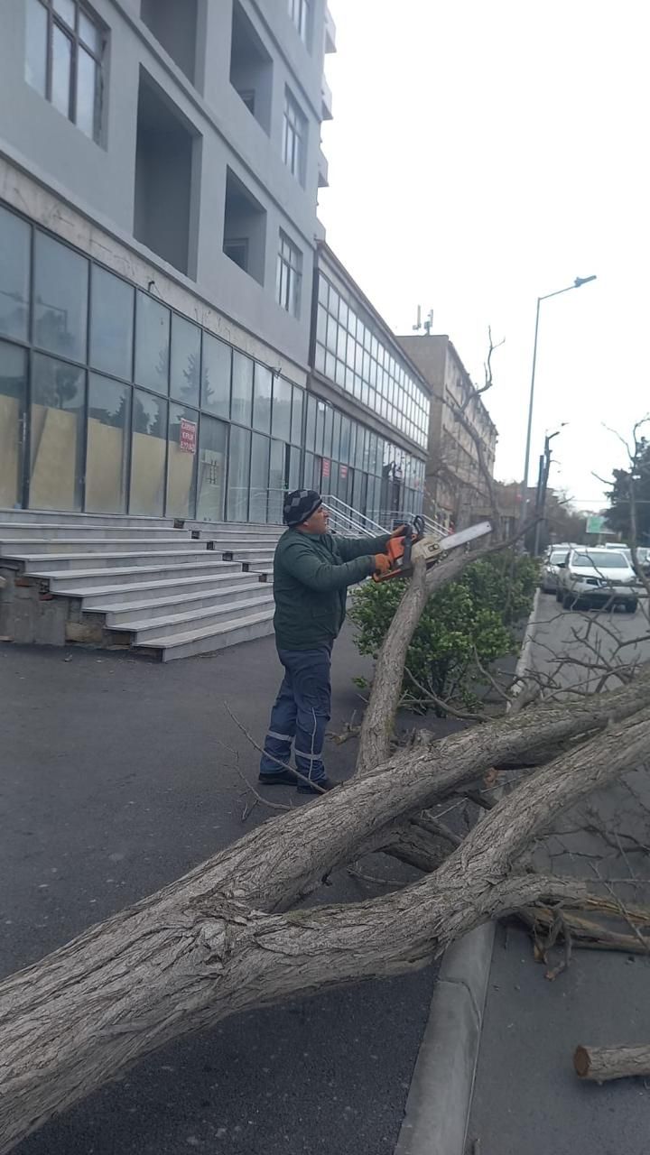 Ветер повалил в Баку 20 деревьев – ФОТО 