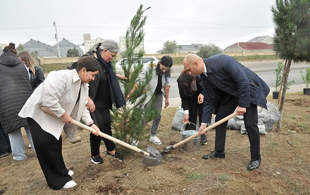 Abşeron İcra Hakimiyyəti 16500 ağac və həmişəyaşıl gül  əkəcək - FOTO 