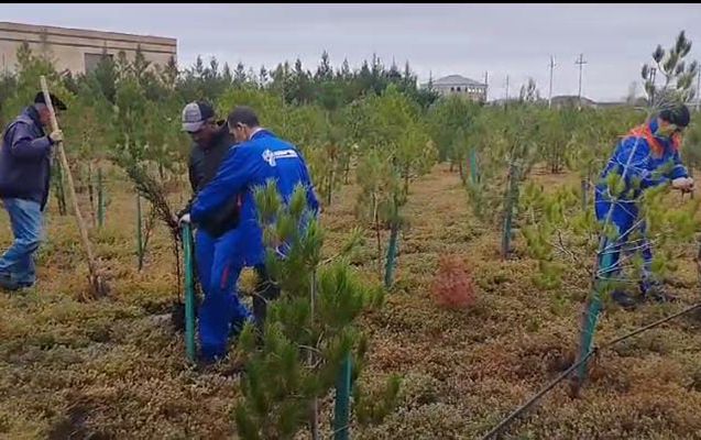 “Azərişıq” ağacəkmə aksiyası keçirdi - FOTO 