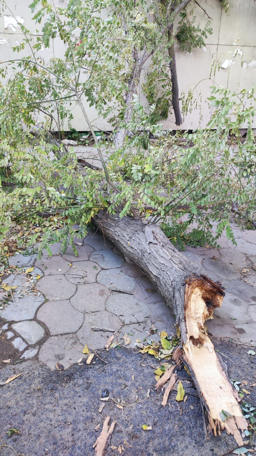  Qırılan ağac 3 gündür yoldan yığışdırılmır - FOTO 