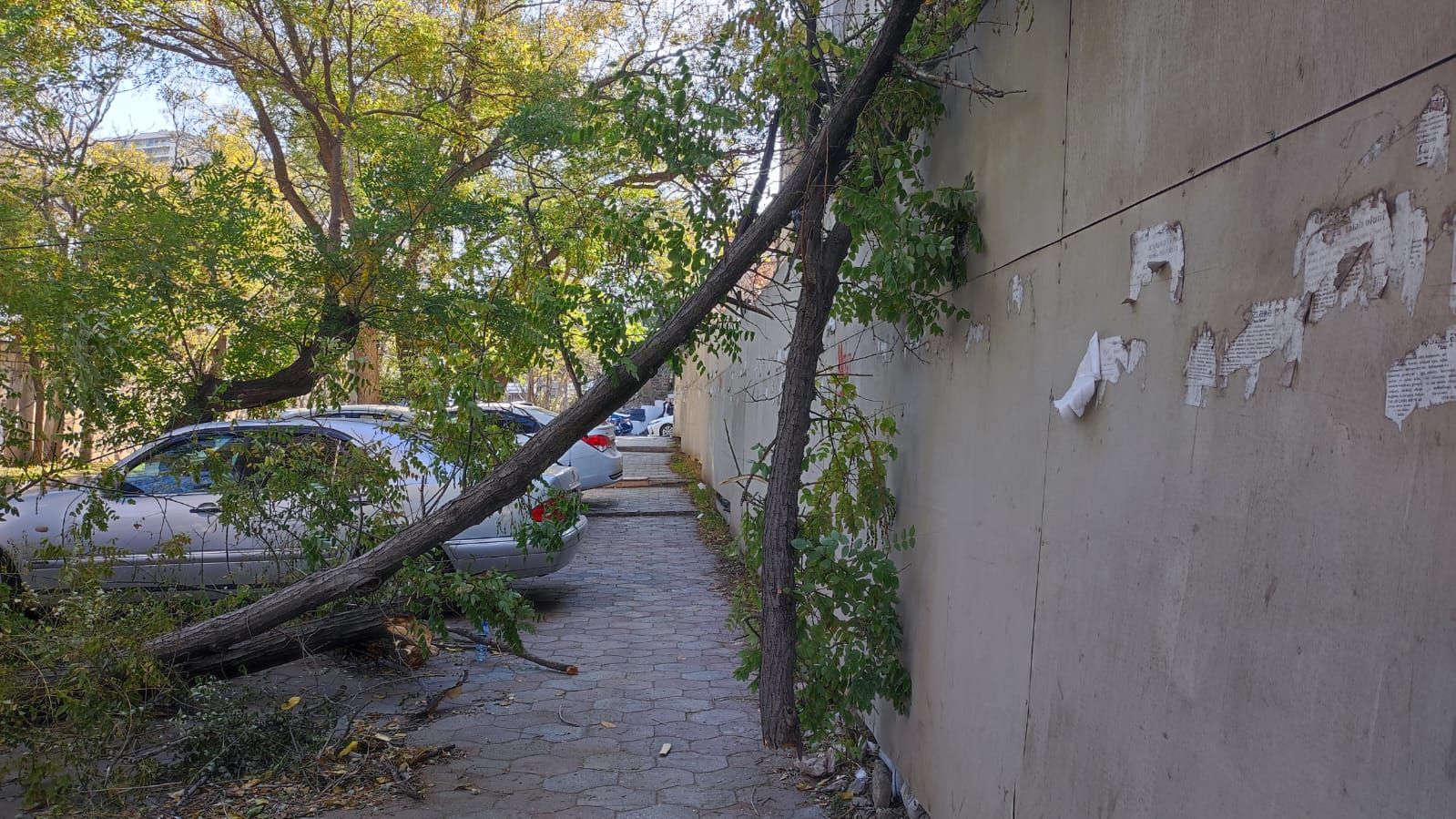  Qırılan ağac 3 gündür yoldan yığışdırılmır - FOTO 