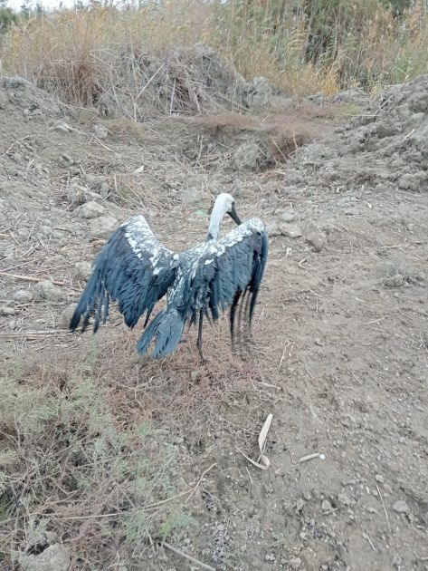 Bataqlıqda qalan leylək xilas edildi - FOTO 