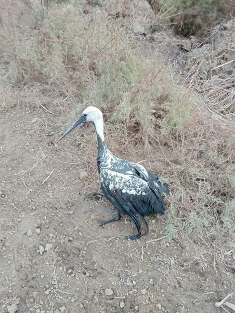 Bataqlıqda qalan leylək xilas edildi - FOTO 