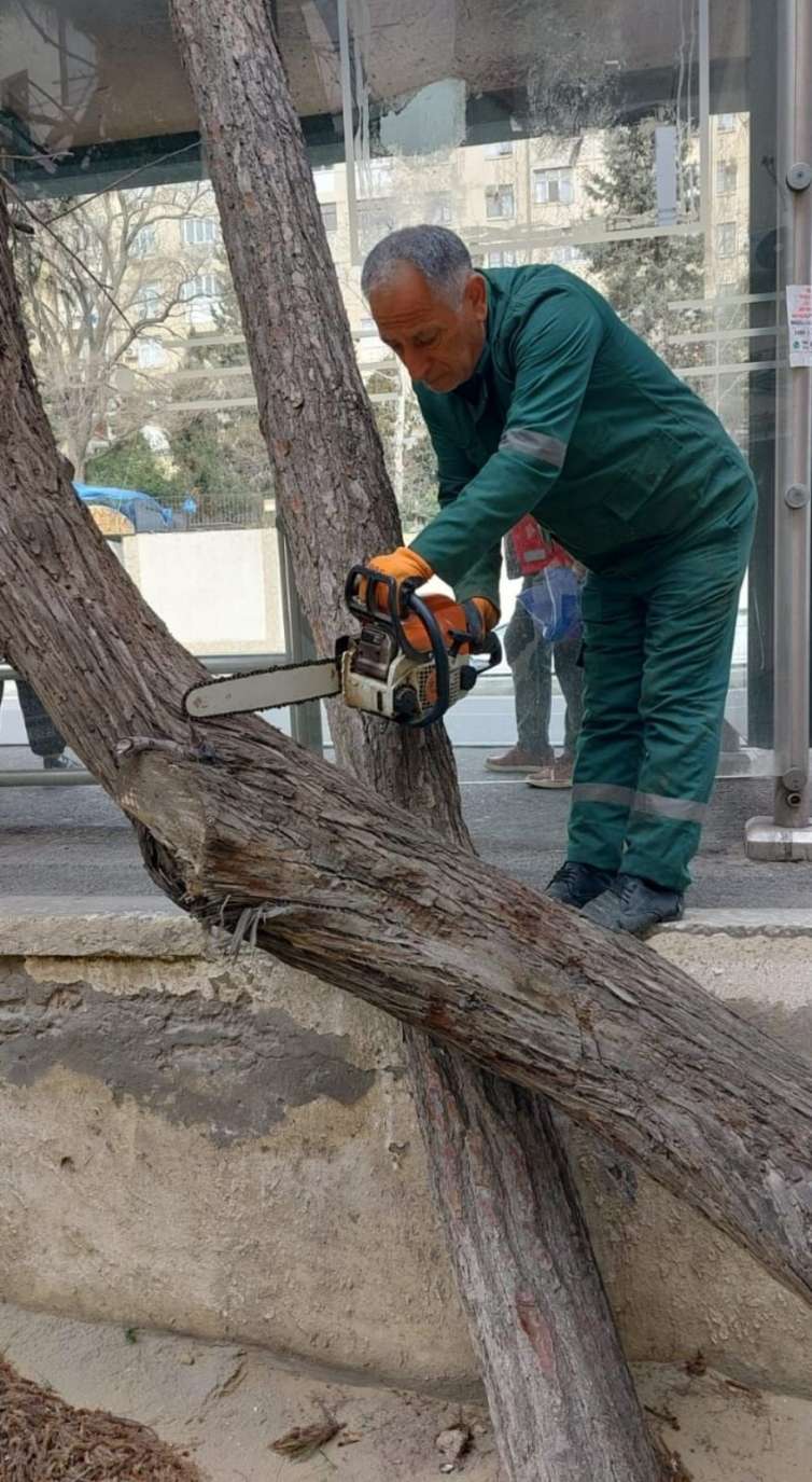 Güclü külək əsdi, ağaclar aşdı -  FOTO