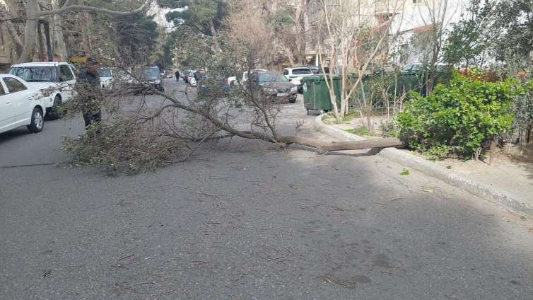 Güclü külək əsdi, ağaclar aşdı -  FOTO