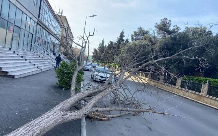 Güclü külək əsdi, ağaclar aşdı -  FOTO