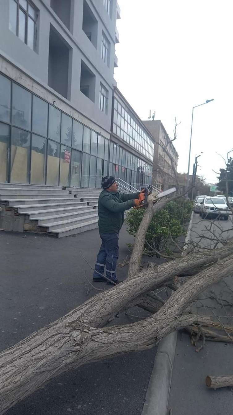 Güclü külək əsdi, ağaclar aşdı -  FOTO