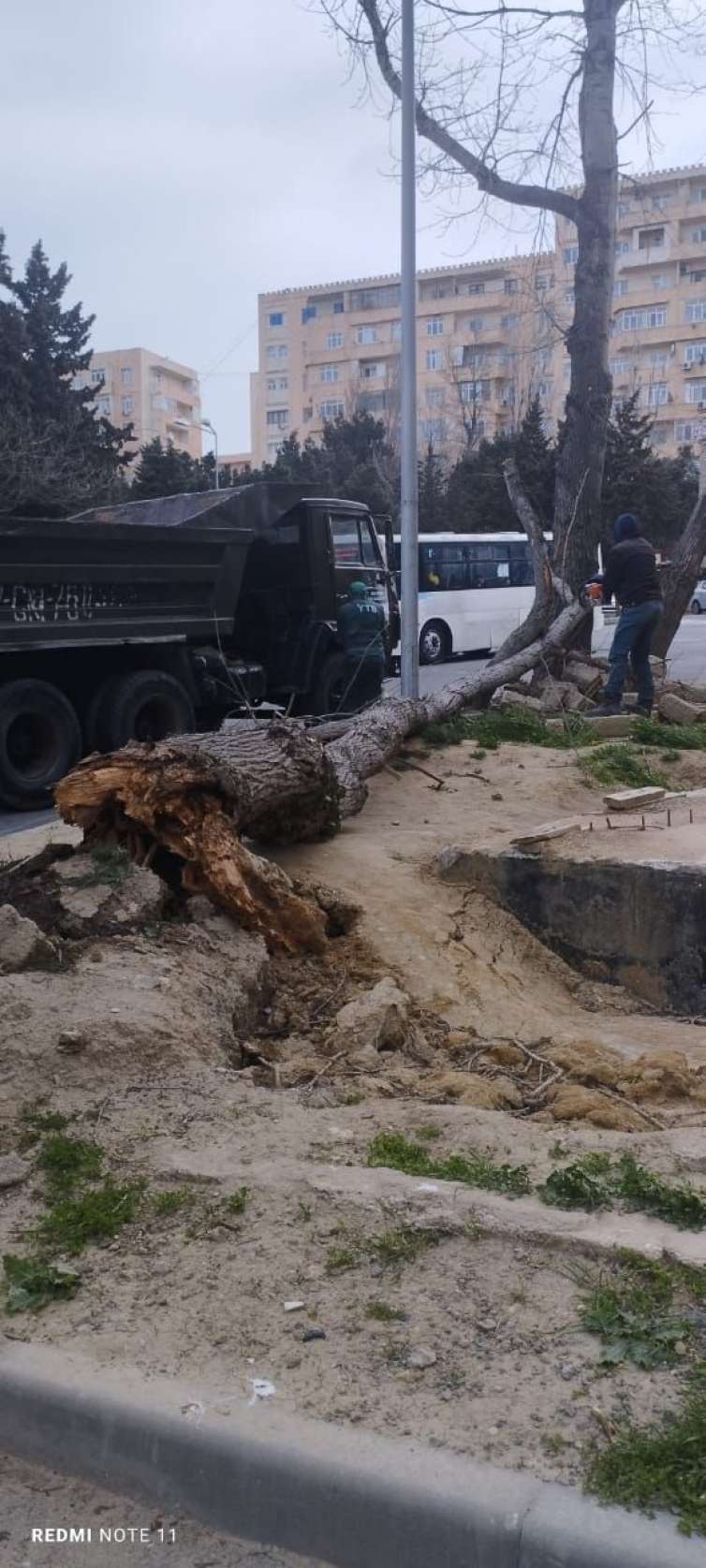 Güclü külək əsdi, ağaclar aşdı -  FOTO