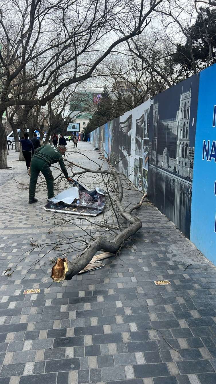 Güclü külək əsdi, ağaclar aşdı -  FOTO